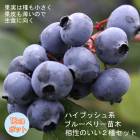 �֥롼�٥꡼ ����2�� ���å� �ϥ��֥å���ϡ� �֥롼�����å� 1�� + �ǥ����� 1��= ���2�ġ� 12����ݥå� �� ��������2�糧�å� �̼� ���̼� �֤롼�٤꡼ �٥꡼ blue blueberry  ����̵��