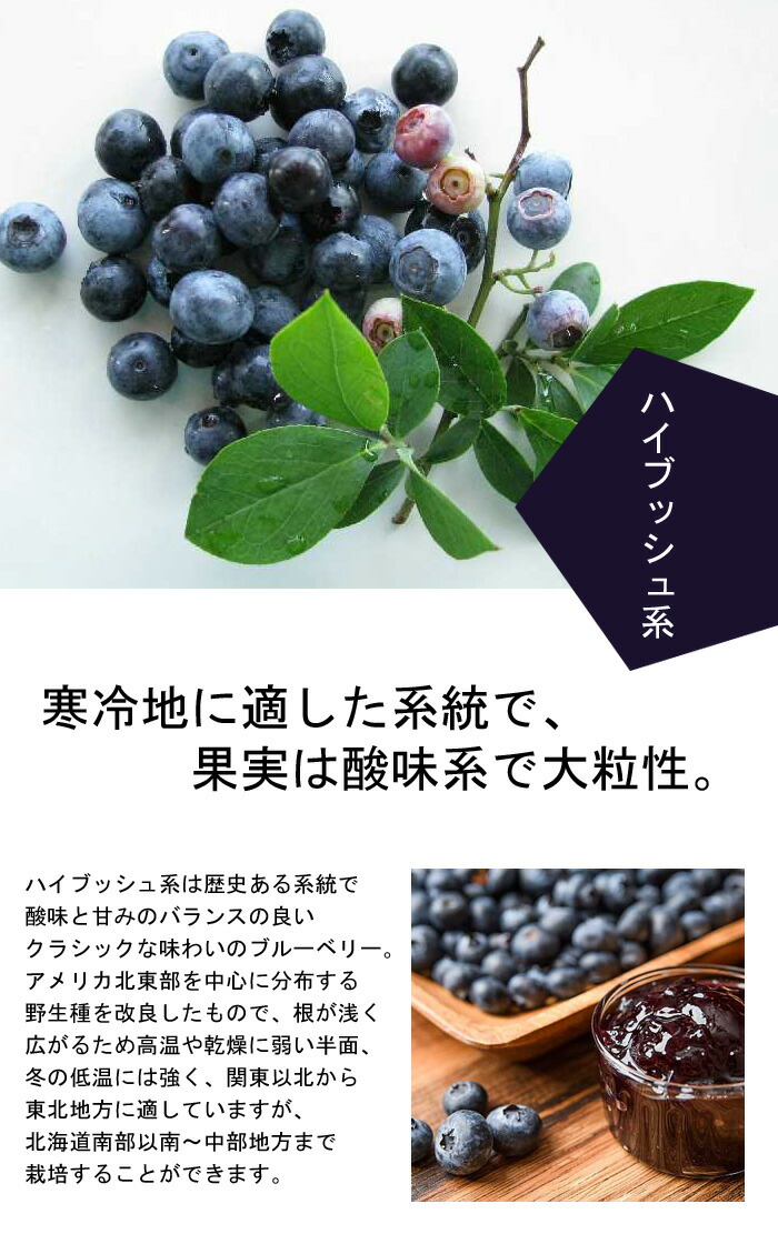 ブルーベリー 苗木2種 セット ハイブッシュ系【 ブルークロップ 1個 +