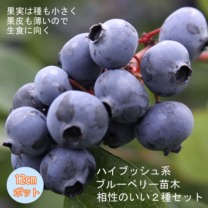ブルーベリー 苗木2種 セット ハイブッシュ系【 ブルークロップ 1個 +