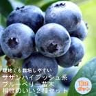 �֥롼�٥꡼ ���� 2�� ���å� ������ϥ��֥å���� �� ���󥷥㥤��֥롼 1�� + �����ץե��� 1��=���2�ġ� 12����ݥå� �� ��������2�糧�å� �̼� ���̼� �֤롼�٤꡼ �٥꡼ blue blueberry  ����̵��