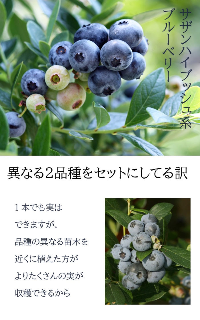 ブルーベリー 苗木 2種 セット サザンハイブッシュ系 【 サンシャイン