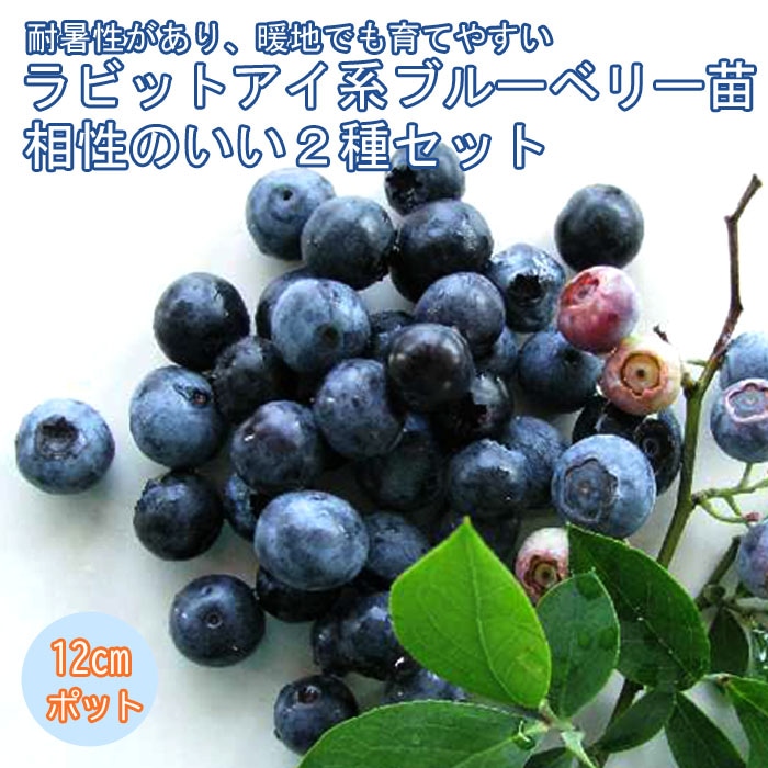 �֥롼�٥꡼ ���� 2�� ���å� ��ӥåȥ����� �� �ۡ���٥� 1�� + ���ǥ��� 1��=���2�ġ� 12����ݥå��� ��������2�糧�å� �̼� ���̼� �֤롼�٤꡼ �٥꡼ blue blueberry  ����̵��