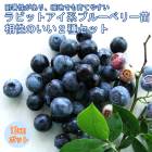 �֥롼�٥꡼ ���� 2�� ���å� ��ӥåȥ����� �� �ۡ���٥� 1�� + ���ǥ��� 1��=���2�ġ� 12����ݥå��� ��������2�糧�å� �̼� ���̼� �֤롼�٤꡼ �٥꡼ blue blueberry  ����̵��