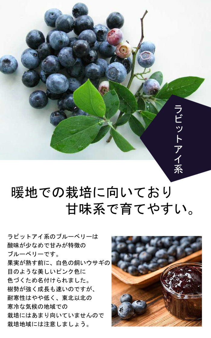 ブルーベリー 苗木 2種 セット ラビットアイ系 【 ホームベル 1個 +