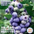 �֥롼�٥꡼ ���� 2�� ���å� ��� ��γ �ϥ��֥å���� �� �ǥ塼�� 1�� + ������ 1��=���2�ġ� 12����ݥå� �� ��������2�糧�å�  �֤롼�٤꡼ �٥꡼  blueberry  ����̵��