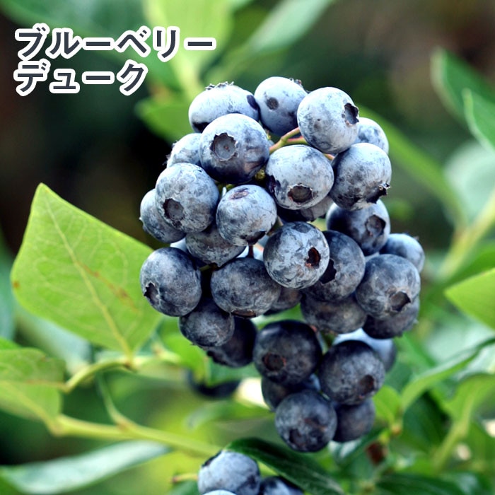 ブルーベリー 苗木 2種 セット 大実 大粒 ハイブッシュ系 【 デューク