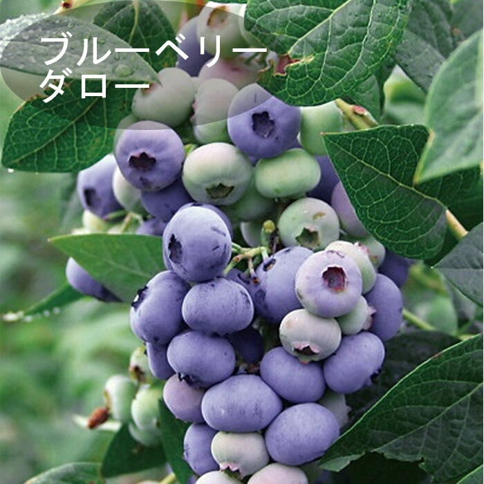 ブルーベリー 苗木 2種 セット 大実 大粒 ハイブッシュ系 【 デューク