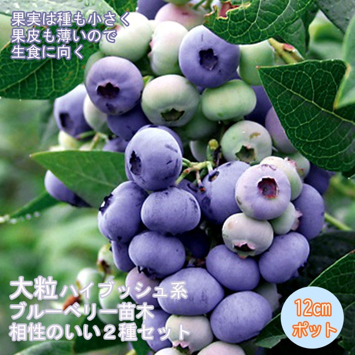 ブルーベリー 苗木 2種 セット 大実 大粒 ハイブッシュ系 【 デューク