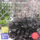 ɺ   祳졼ȥ硼 9󥰥ݥå Ͽʼ  Ⱦ ä󤽤 ¿ǯ