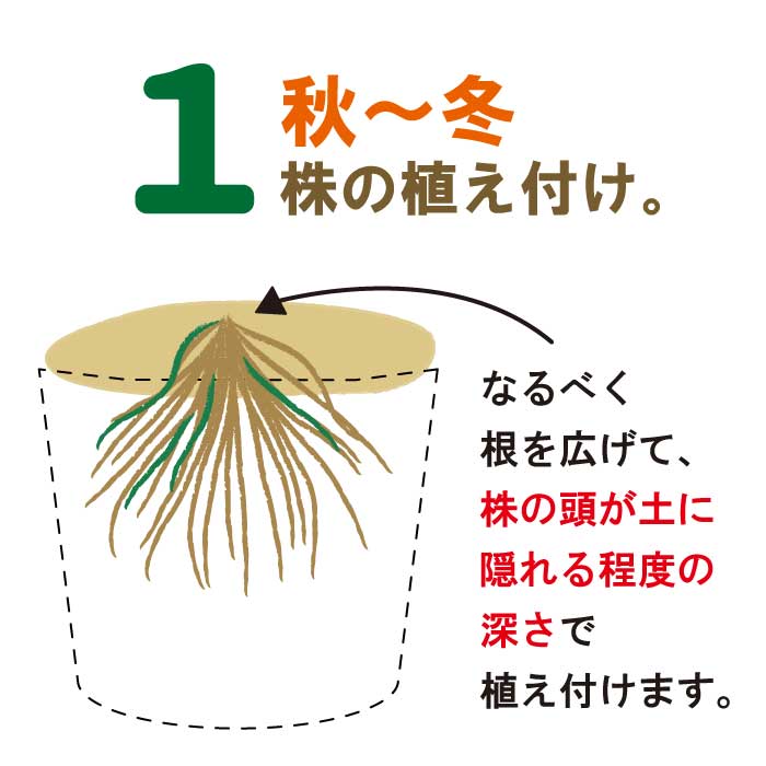 アスパラガス 苗 超特大株 1株 本年収穫可能 素掘り株 素掘り苗 種株