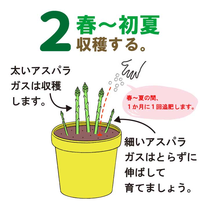 送料無料‼️アスパラ苗1株 compass1733805627.jpg