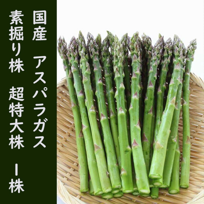 アスパラの苗　250苗(本) アスパラガス種子】ウインデル_100粒 | 株式会社PsEco（ピーエスエコ）