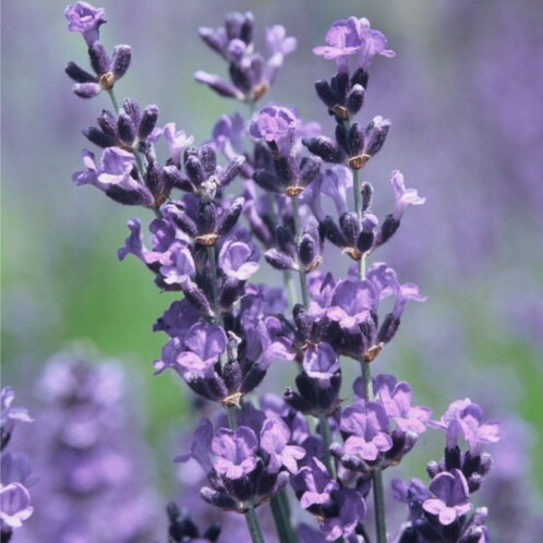 ラベンダー 苗 3個 セット バイオレットメモリー 9cmポット 鉢植え