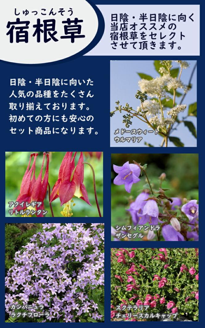宿根草 苗 セット 9cmロングポット 日陰 半日陰 シェードガーデン 6