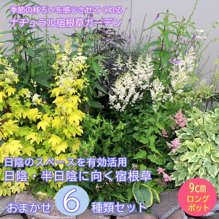 宿根草 苗 セット 9cmロングポット 日陰 半日陰 シェードガーデン 6
