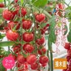 ��ͽ���������� ��� �� 6�� ���å� ��������ʤꤵ�����ܥȥޥȡ��֡˥ߥ˥ȥޥ� 9����ݥå� �ץ��ȥޥ� mini tomato ����̵���ڣ����Ⱦ���缡ȯ����