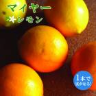   ޥ䡼 13.5󥰥ݥåȡ15ݥå    ȷ lemon ̵  ͵ ǯ
