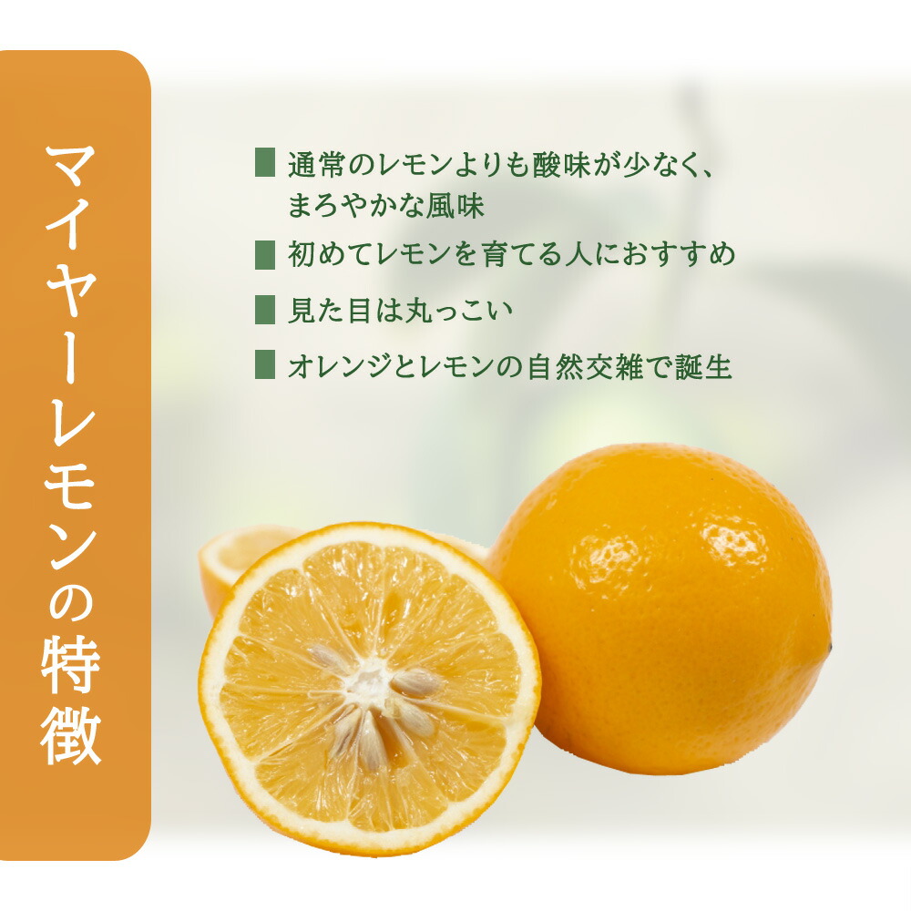 レモン 苗木 マイヤーレモン 13.5cmロングポット～15cmポット 接木