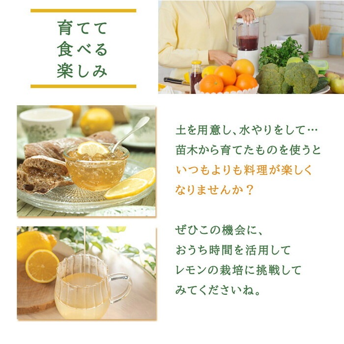 レモン 苗木 マイヤーレモン 13.5cmロングポット～15cmポット 四季