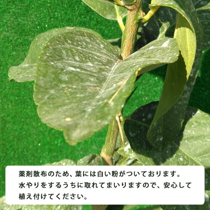 レモン 苗木 マイヤーレモン 13.5cmロングポット～15cmポット 四季