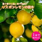   ꥹܥ 15ݥå    ȷ lemon ݦݨ  ǥ˥ ̵  ǯ