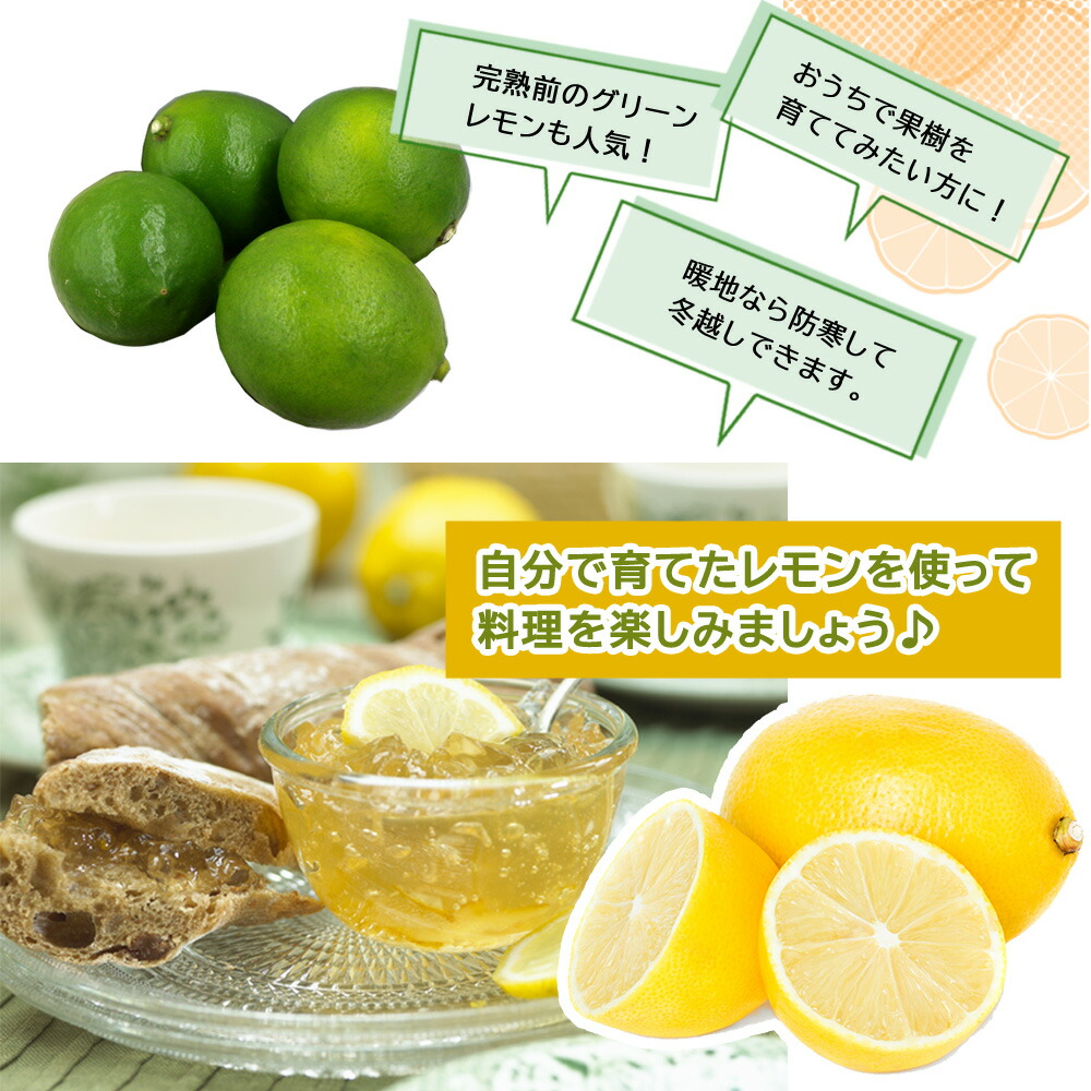 レモン 苗木 リスボンレモン 15cmポット 接木 柑橘 柑橘苗 自家結実