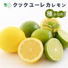 ���� ���� ���å��桼�쥫���� 15����ݥå� ���� ���� ������ lemon ���ȷ���� ����̵��