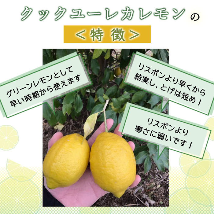 レモン 苗木 クックユーレカレモン 15cmポット 接木 柑橘 柑橘苗