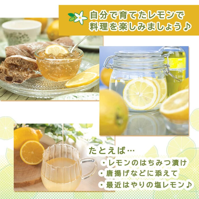 レモン 苗木 クックユーレカレモン 15cmポット 接木 柑橘 柑橘苗