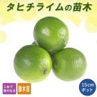 �饤�� ���� ���ҥ��饤�� 15����ݥå� ���� ���� ������ ���ȷ���� lime ����̵��