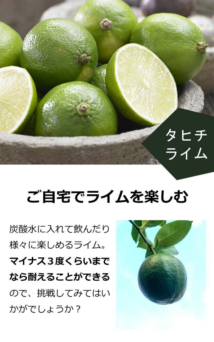 ライム 苗木 タヒチライム 15cmポット 接木 柑橘 柑橘苗 自家結実性