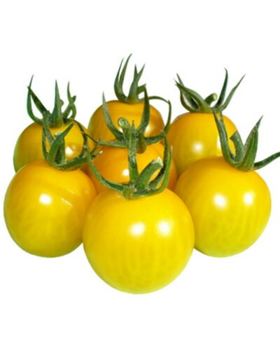 接木 野菜 苗 うす皮鈴なり黄色いさくらんぼトマト ミニトマト 9cm