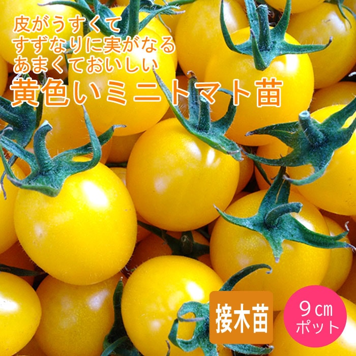 接木 野菜 苗 3個 セット うす皮鈴なり 黄色い さくらんぼトマト ミニ