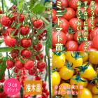 ��ͽ���������� ��� �� ��2��+��1��=���3�� ���å� ��������ʤꤵ�����ܥȥޥ� �ߥ˥ȥޥ� 9����ݥå� �ץ��ȥޥ� ����̵����4���Ⱦ���缡ȯ����