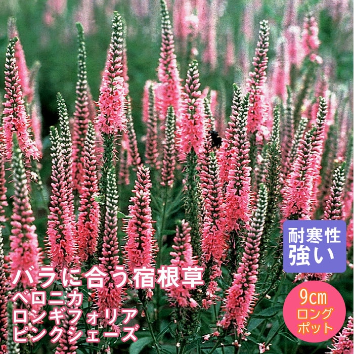 予約】宿根草 苗 ベロニカ ロンギフォリア ピンクシェーズ 9cmロング