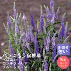 ��ͽ��۽ɺ��� �� �٥��˥� ���󥮥ե��ꥢ �֥롼��������  9������󥰥ݥå� �Х�˹礦 ����ä��󤽤� ¿ǯ��ڣ����Ⱦ���缡ȯ����