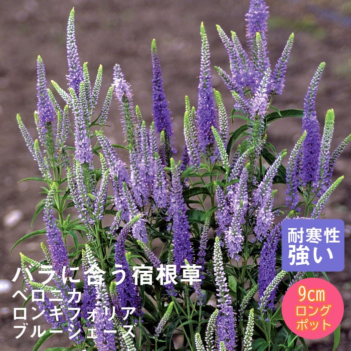 宿根草 苗 ベロニカ ロンギフォリア ブルーシェーズ 9cmロングポット