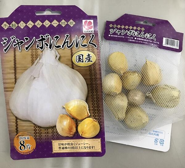 にんにく 種球根 ジャンボ にんにく 【 8片 】 国産 スタミナ 野菜