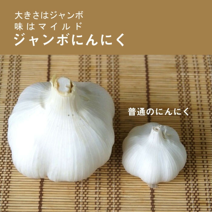 8月中旬より発送・早割】【 種 球根 ジャンボ にんにく 国産 8片