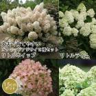 �ԥ�ߥå� �������� �� 2�� ���å� �� �ߥ˥ۥ��å� 1��+ �����ǥ饤������� 1��=���2�ġ� 15����ݥå����� ����Ͽ�ʼ�� ����̵��