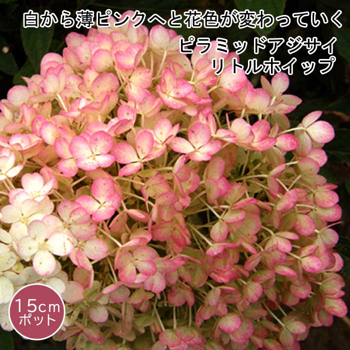 める 輸入アジサイ 苗 3種 アジサイ あつみ絞り 【花木苗 3号】｜ 【植物のITANSE】全品