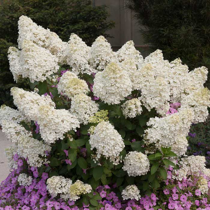 ピラミッド アジサイ 苗 2種 セット 【 ミニホイップ 1個+ グランデ