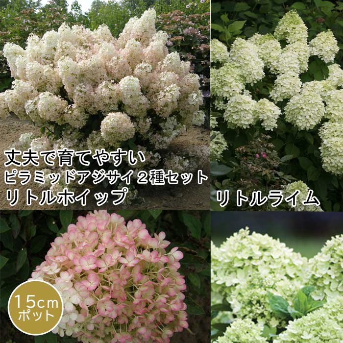 ピラミッド アジサイ 苗 2種 セット 【 ミニホイップ 1個+ グランデ