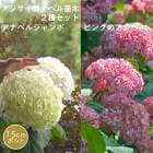 �������� ���ʥ٥� �� ���糧�å� �� ���ʥ٥른���� ����+ �ԥ󥯤Υ��ʥ٥� ���ġ� ��������ݥå����� ����Ͽ�ʼ�� 