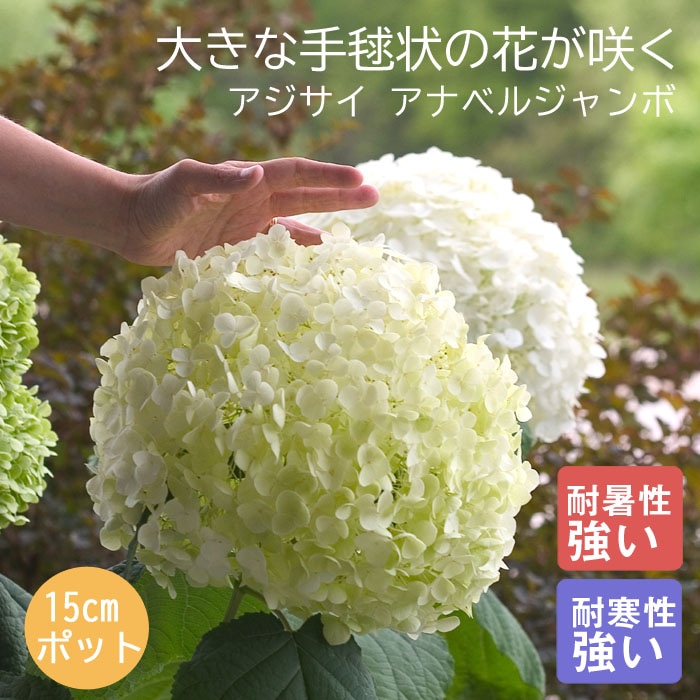 アジサイ アナベル 苗 2種セット 【 アナベルジャンボ 1個+ ピンクの