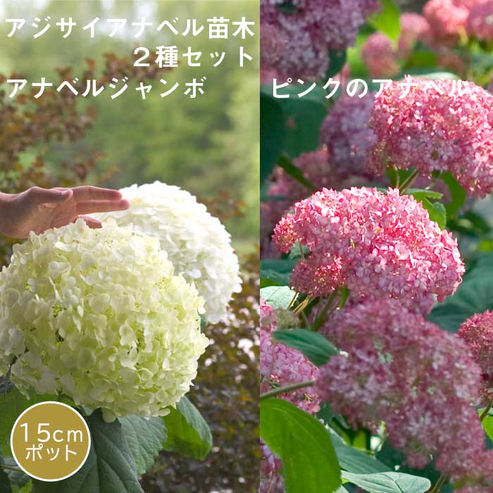 アジサイ アナベル 苗 2種セット 【 アナベルジャンボ 1個+ ピンクの