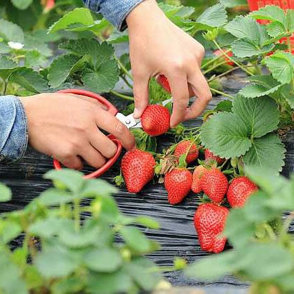 イチゴ 苗 四季成り 【 セリーヌ 】10.5cmポット なるなる いちご