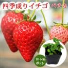  ������ �� �͵����� �� �ڥ��� ��10.5����ݥå� �ʤ뤢�� ������ strawberry �� �����ڱ� �����ǥ˥� �֤�����