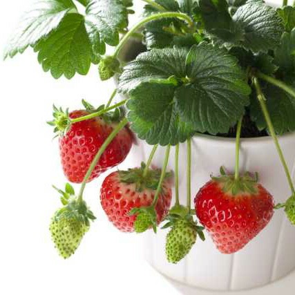イチゴ 苗 四季成り 【 ペチカ 】10.5cmポット なるあま いちご