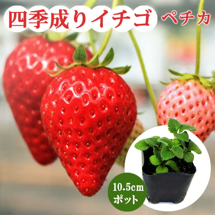 イチゴ 苗 四季成り 【 ペチカ 】10.5cmポット なるあま いちご